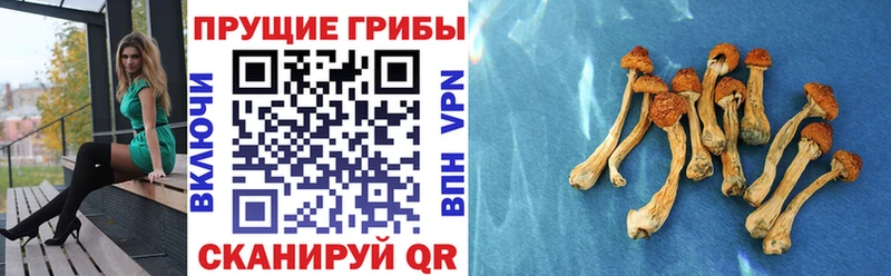 Псилоцибиновые грибы мухоморы  Кашира 